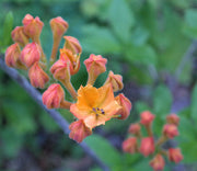 R. calendulaceum (Flame Azalea)